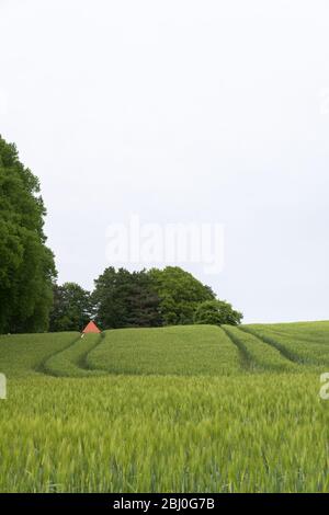 Kornfeld am Moränen-Hang, Gemeinde Boesdorf, Landkreis Plön, Schleswig-Holstein, Norddeutschland, Mitteleuropa Stockfoto