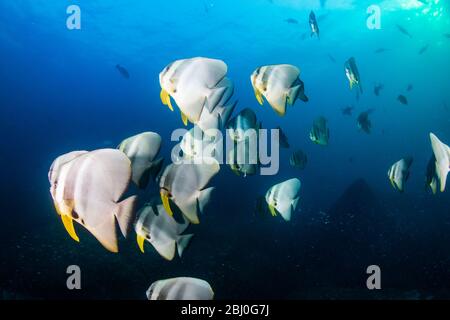 Unterwasserbild einer Schule von Langflossen-Fledermaus (Spadefish) in einem klaren, blauen, tropischen Ozean Stockfoto