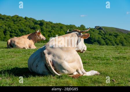 Kühe weiden in den Bergen, Erro Tal, Navarra, Spanien Stockfoto