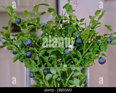 Heidelbeeren auf ihren Stielen als Blumenstrauß in Glasvase im schwedischen Interieur gepflückt - Stockfoto