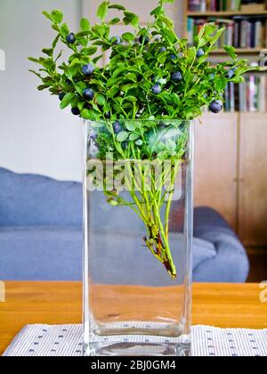 Heidelbeeren auf ihren Stielen als Blumenstrauß in Glasvase im schwedischen Interieur gepflückt - Stockfoto