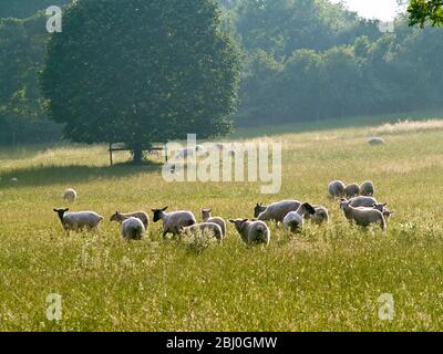 Recently shorn sheep in English pasture in high summer. - Stockfoto
