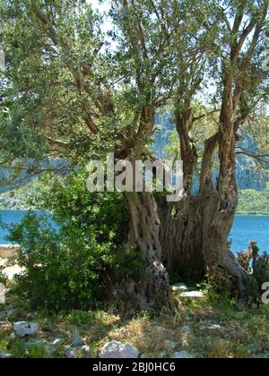 Uralter Olivenbaum, auf einer kleinen Insel vor der südlichen türkischen Küste. - Stockfoto