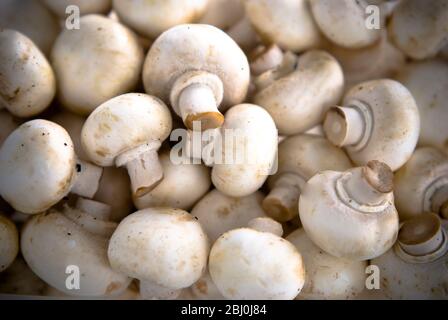 Ganze, frische rohe Babypilze. - Stockfoto