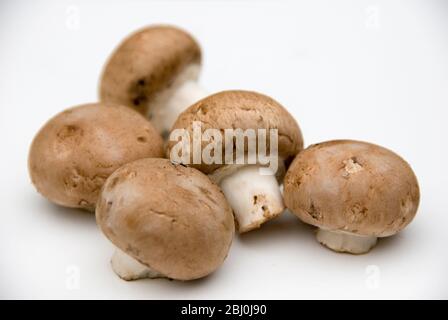 Kleine braune Kastanienpilze auf weißem Hintergrund - Stockfoto