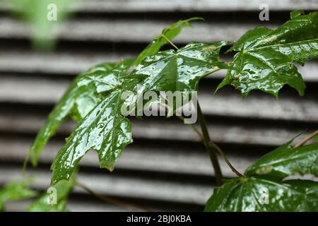 Grüne Blätter im Regen draußen Stockfoto