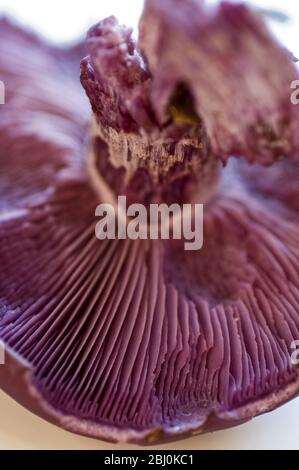 Detail aus Holz blewit (lepista nuda) zeigt Kiemen. - Stockfoto