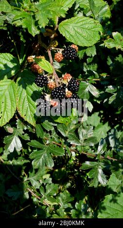 Reife Brombeeren in Hecke in Kent UK - Stockfoto