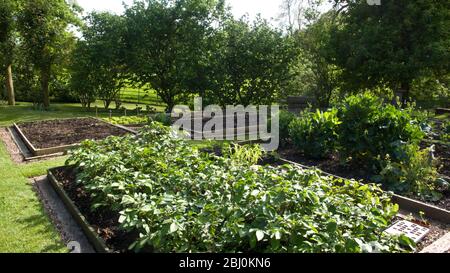 Gepflegter Gemüsegarten mit Kartoffelpflanzen - Stockfoto