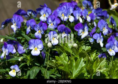 Kleine Stiefmütterchen im Behältertopf - Stockfoto