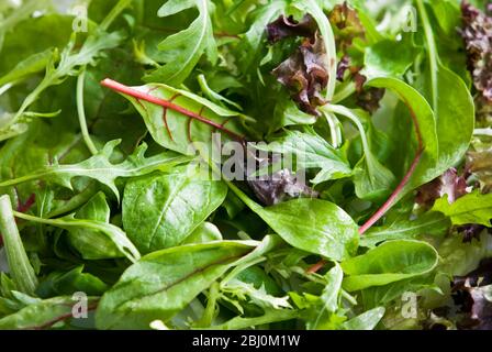 Gemischte Salatblätter. Eine Mischung aus Babyblättern - Stockfoto