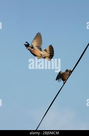 Zwei Holztauben, Columba palumbus, eine fliegende und eine im Frühling auf einem Kommunikationsdraht nahe der Behausung im Frühling. North Dorset Eng Stockfoto