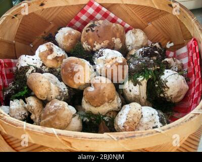 Korb mit frisch gepflückten jungen Penny Bun Pilze vor der Reinigung - Stockfoto