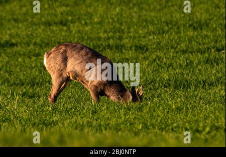 Männliche Rehe, die in einer jungen Ernte Futter Stockfoto