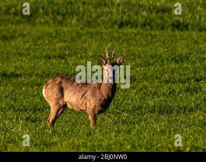 Männliche Rehe, die in einer jungen Ernte Futter Stockfoto