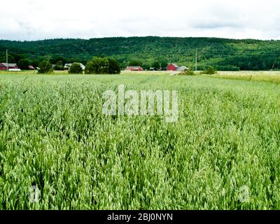 Reifes Weizen, durchsetzt mit Kamillenblüten im Feld in Halland, Südschweden mit Bauernhof und roten Scheunen im Hintergrund - Stockfoto