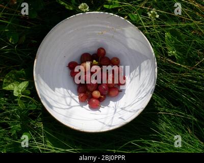 Frisch gepflückte rote Stachelbeeren in weißer Keramikschale, bei Sonnenschein - Stockfoto