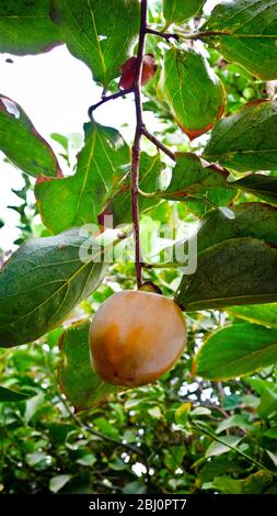 Persimmon wächst im Innenhof Garten des zypriotischen Dorfhauses. - Stockfoto