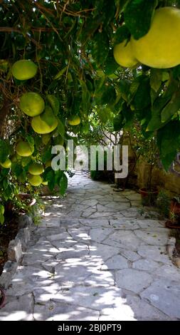 Grapefruit wächst im Innenhof Garten des zypriotischen Dorfhauses. - Stockfoto