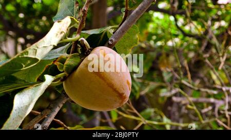 Persimmon wächst im Innenhof Garten des zypriotischen Dorfhauses. - Stockfoto