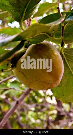 Persimmon wächst im Innenhof Garten des zypriotischen Dorfhauses. - Stockfoto