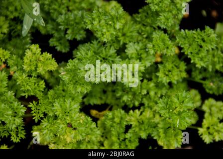 Lockige Petersilie wächst in dunklen Böden - Stockfoto