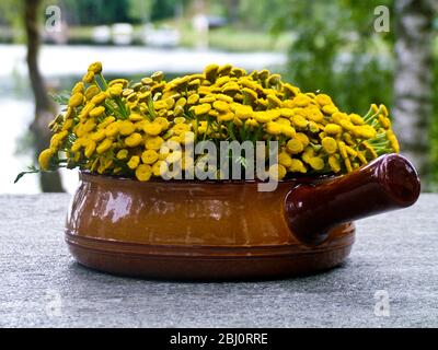 Tansy (Tanacetum vulgare) kurz geschnitten und in Terracotta caserole Schüssel auf Granit Tisch am See angeordnet. Bekannt als renfana in Schweden ist es ein sehr beliebtes Stockfoto