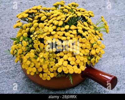 Tansy (Tanacetum vulgare) kurz geschnitten und in Terracotta caserole Schüssel auf Granit Tisch am See angeordnet. Bekannt als renfana in Schweden ist es ein sehr beliebtes Stockfoto