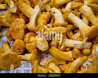 Die gelbe oder goldene Chanterelle (Cantharellus cibarius) frisch gepflückt. Südschweden - Stockfoto