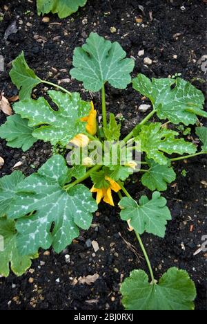 Zucchini-Pflanze wächst im Gemüsegarten in Kent UK - Stockfoto