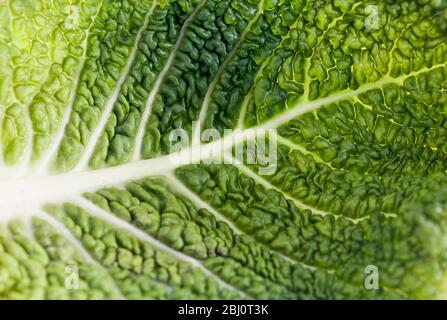 Detail des grünen wirsing Kohlblatt zeigt Muster von Venen gegen das Licht - Stockfoto