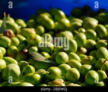 Eine Schale mit grünen Oliven, frisch geerntet von einem Baum in natürlicher Sonne. Der Fokus liegt auf dem Vordergrund. Stockfoto