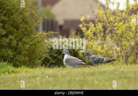 Eine Holztaube, Columba palumbus links, neben einer Wildtaube rechts, die sich auf einem Vorstadtrasen ernährt. Dorset England GB Stockfoto