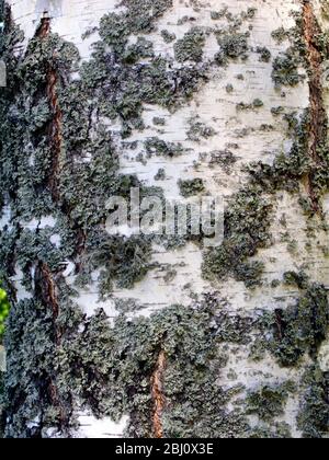 Nahaufnahme eines Birkenstamms mit Flechten, in VarmlŠnd, Schweden - Stockfoto