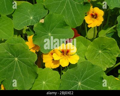Kapuzinerkresse Blüten und Blätter - Stockfoto