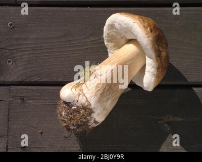 Schönes Exemplar eines in Südschweden geernten kep (Boletus edulis), der dort als Karl-Johann-Pilz bekannt ist. - Stockfoto