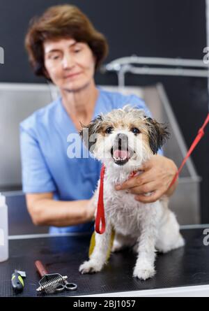 Kleine Havaneser erhalten Haare trocknen mit Handtuch durch geschickte älteren weiblichen groomer nach dem Waschen in Salon Stockfoto