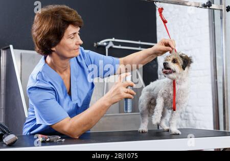 Reife weibliche groomer, die Verarbeitung von Welpen Fell mit speziellen Präparaten in PET-Salon Stockfoto