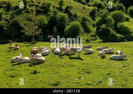 Kühe weiden in den Bergen, Erro Tal, Navarra, Spanien Stockfoto