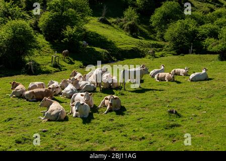 Kühe weiden in den Bergen, Erro Tal, Navarra, Spanien Stockfoto