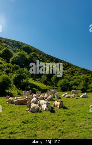 Kühe weiden in den Bergen, Erro Tal, Navarra, Spanien Stockfoto