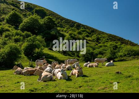 Kühe weiden in den Bergen, Erro Tal, Navarra, Spanien Stockfoto