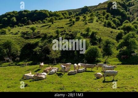 Kühe weiden in den Bergen, Erro Tal, Navarra, Spanien Stockfoto