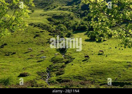 Kühe weiden in den Bergen, Erro Tal, Navarra, Spanien Stockfoto