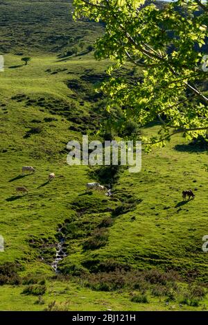 Kühe weiden in den Bergen, Erro Tal, Navarra, Spanien Stockfoto