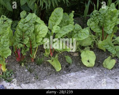 Rotstammskarde wächst im Kentish Garten, England - Stockfoto