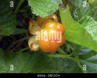 Die Moltebeere, Rubus chamaemorus L., Rosaceae, ist eine kleine krautige Bramble, die in den Torfmooren der nördlichen Hemisphäre verbreitet ist. Die Beere hat eine starke m Stockfoto