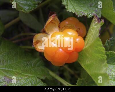 Die Moltebeere, Rubus chamaemorus L., Rosaceae, ist eine kleine krautige Bramble, die in den Torfmooren der nördlichen Hemisphäre verbreitet ist. Die Beere hat eine starke m Stockfoto