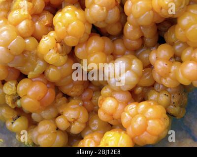 Die Moltebeere, Rubus chamaemorus L., Rosaceae, ist eine kleine krautige Bramble, die in den Torfmooren der nördlichen Hemisphäre verbreitet ist. Die Beere hat eine starke m Stockfoto