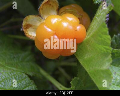 Die Moltebeere, Rubus chamaemorus L., Rosaceae, ist eine kleine krautige Bramble, die in den Torfmooren der nördlichen Hemisphäre verbreitet ist. Die Beere hat eine starke m Stockfoto